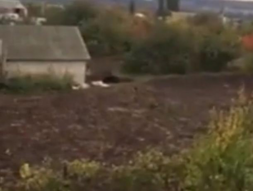 Убийство медведя, растерзавшего мужчину под Воронежем, сняли на видео