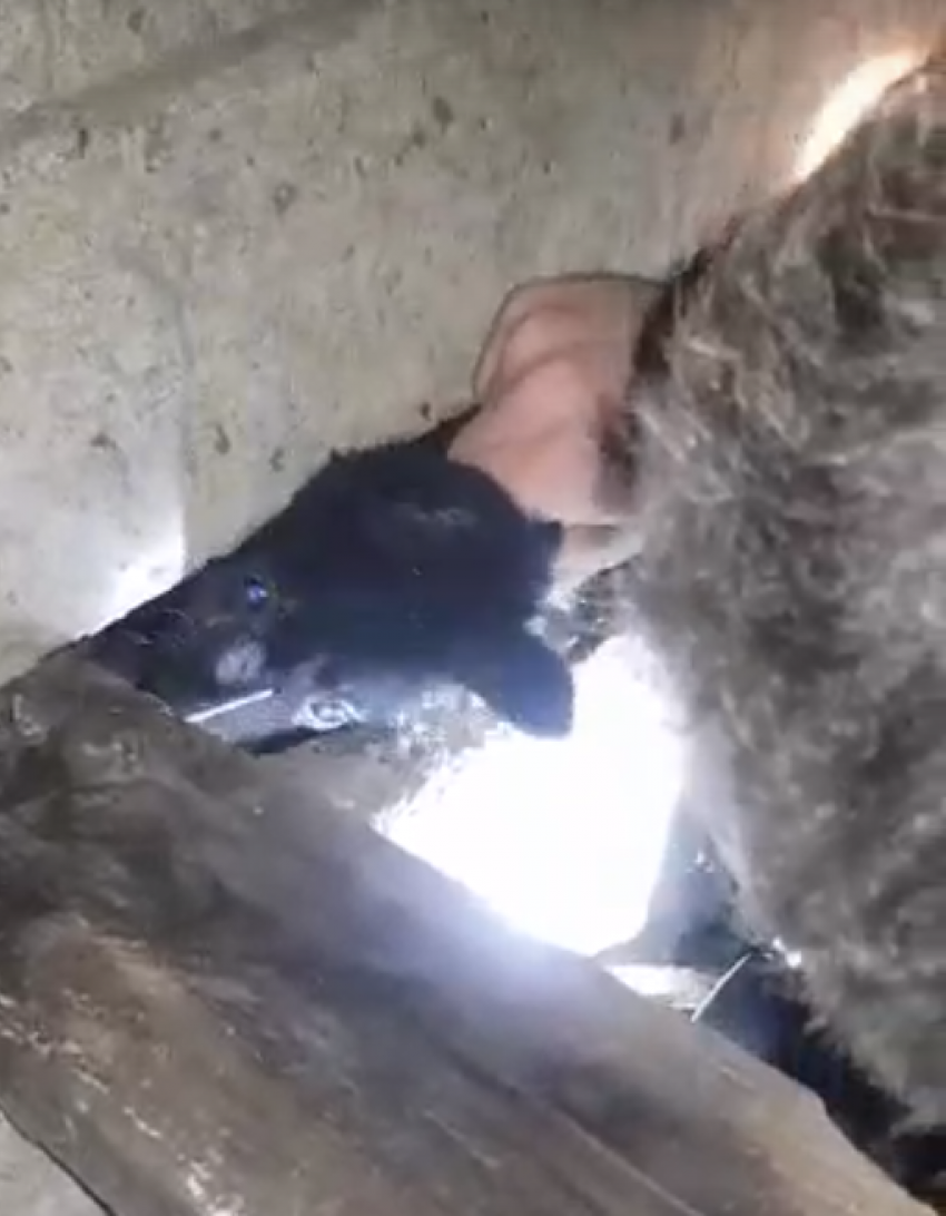 «Терпи, боец»: спасение щенка, зажатого бетонными плитами, показали на видео в Воронеже