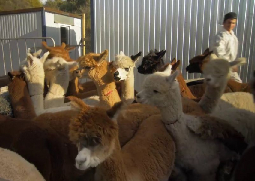 «Пушистая толпа»: 250 милых альпак прибыли спецрейсом из Чили в Воронеж