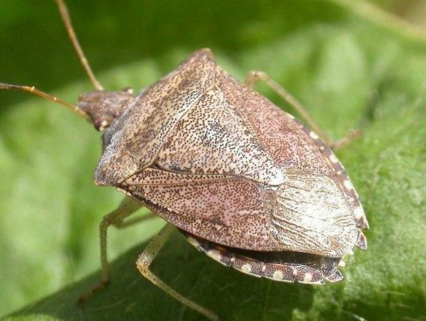 Клопы стали причиной открытия «горячей линии» в Воронеже