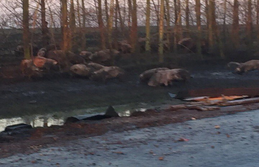 Воронежцы сообщили о перевернутой фуре со свиньями на Курской трассе