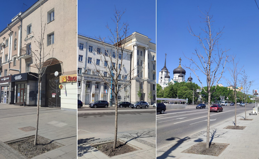 Почему на воронежских улицах не растут новые деревья