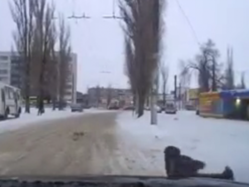 Нападение собак на авто сняли от первого лица в Воронеже