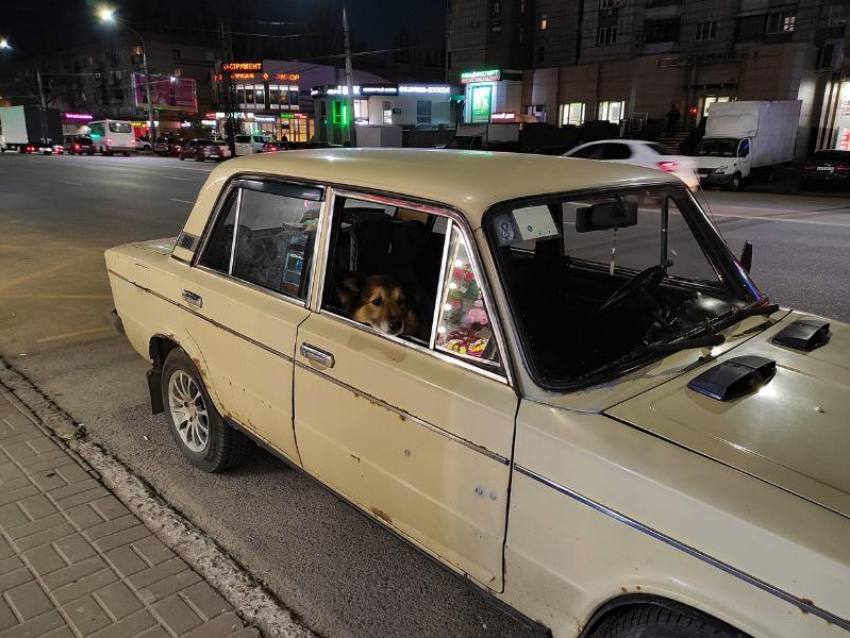 Необычного пассажира заметили в одной из машин в Воронеже