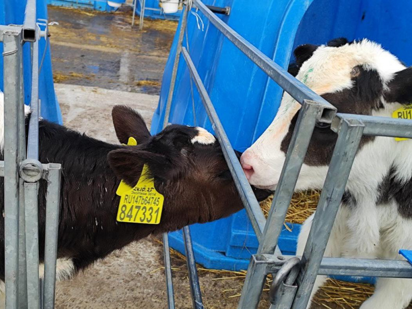 Одиннадцать интонаций «му!» и коровы в жилетках: репортаж с молочной фермы 