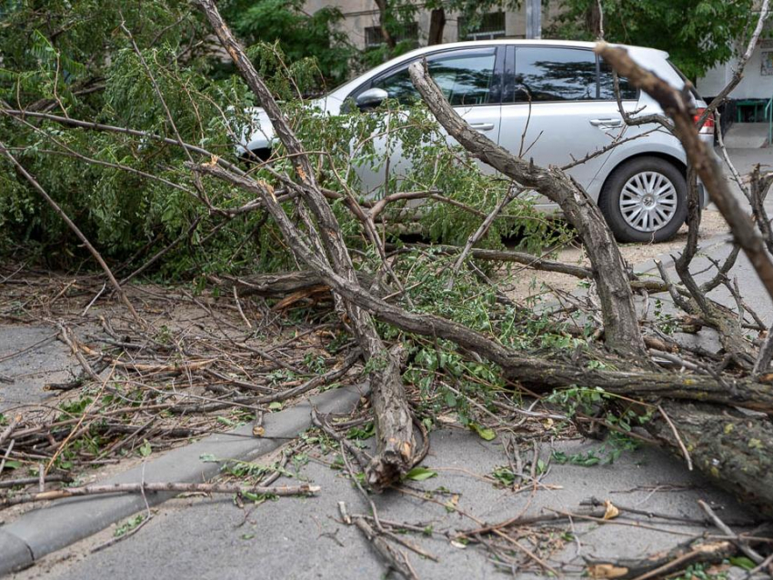 На три машины рухнули деревья из-за непогоды в Воронеже