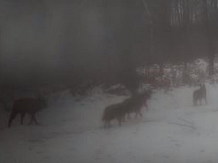 Стаю волков заметили рядом с людьми и сняли на видео в Воронежской области