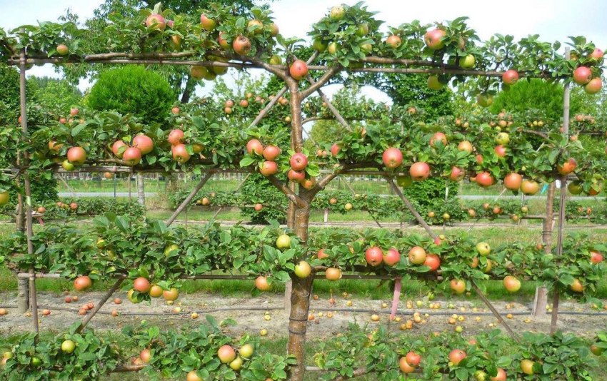 «Плоские» яблони займут меньше места и дадут огромный урожай