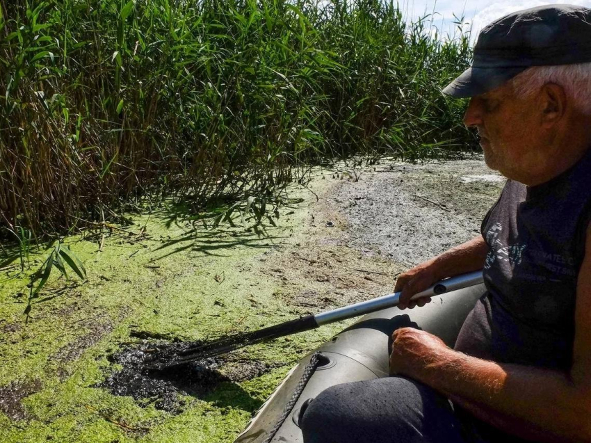 Массовая гибель рыбы в Воронежской области 