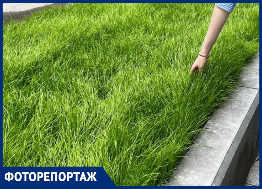 Идеальный газон найден в Воронеже