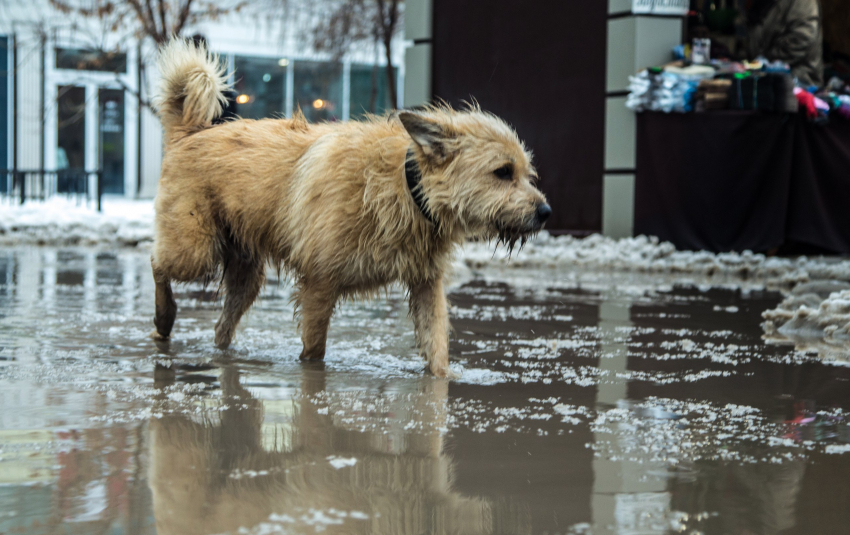 Трагикомедия вокруг собачьего приюта «Дора» в Воронеже