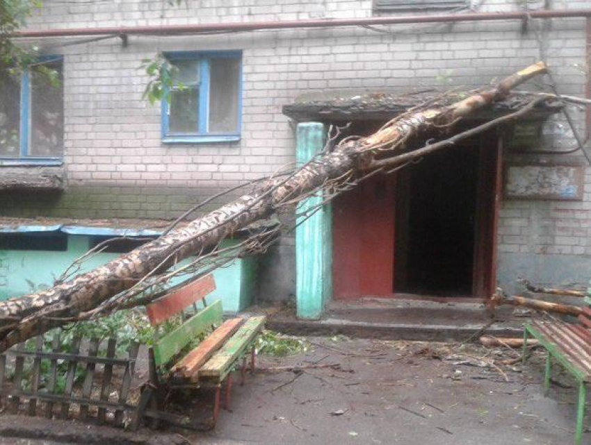 Воронежец пожаловался на отказ спасателей убирать упавшее дерево в центре города 