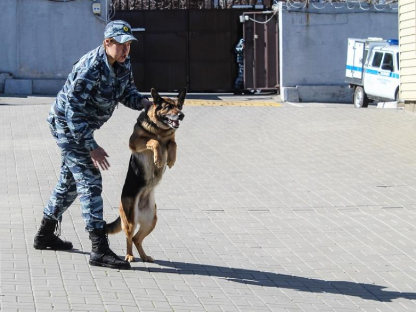 Фальшивомонетчик из Дагестана попался воронежским силовикам во время эксперимента