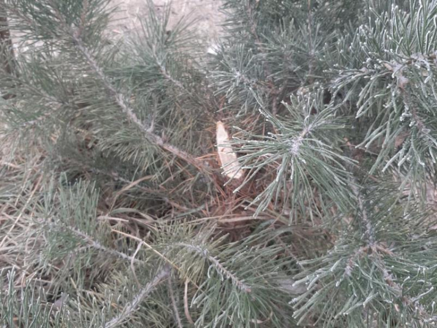 «Вас презирают»: воронежцы отчитали сосновых воришек 