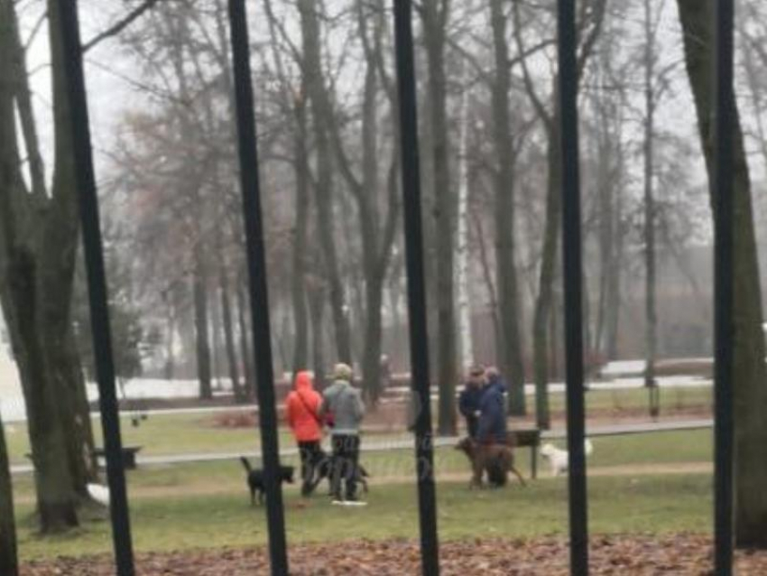 Собачья сходка возмутила посетителей воронежского парка