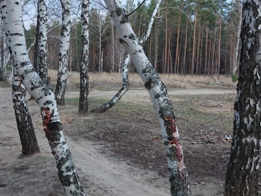  Воронежцы бьют тревогу из-за вырубки березовой аллеи 