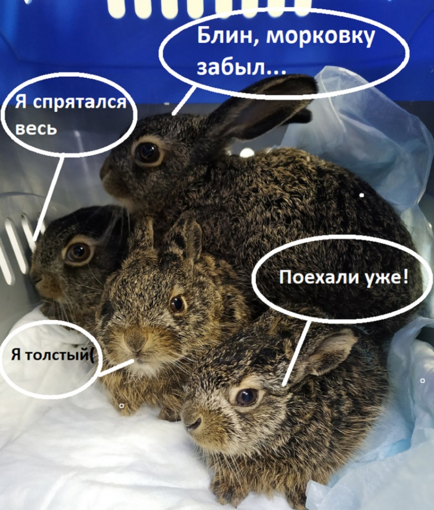 Пухлых зайцев упаковали специально для переезда из Воронежа