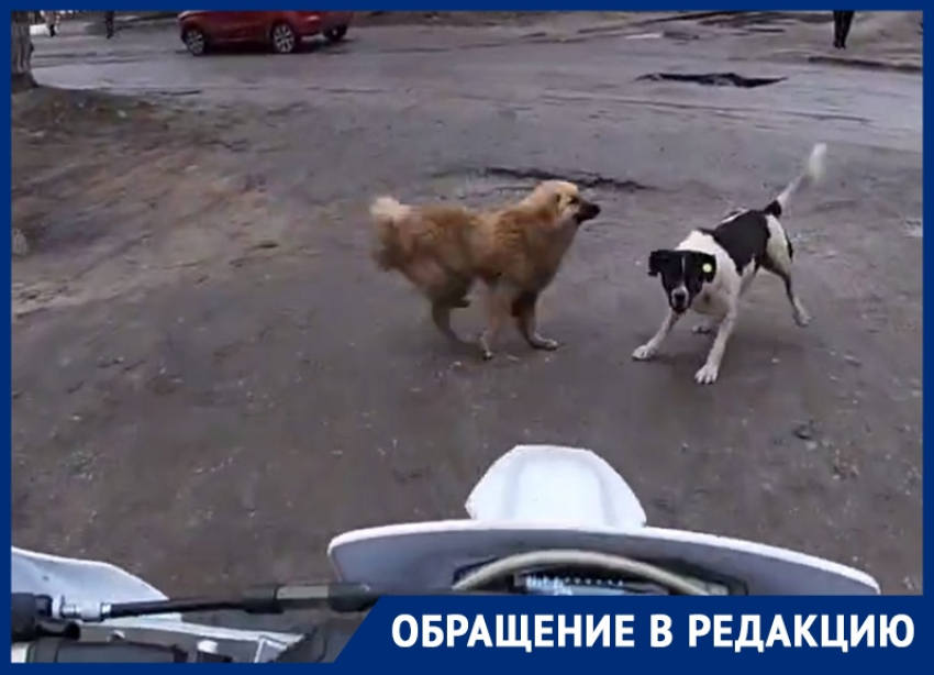 Мотоциклист снял нападение собак от первого лица в Воронеже