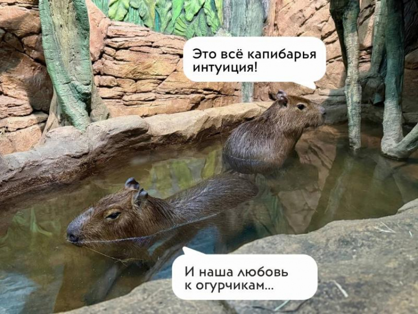 Капибары-прорицательницы из Воронежа предсказали победителя Чемпионата мира по футболу