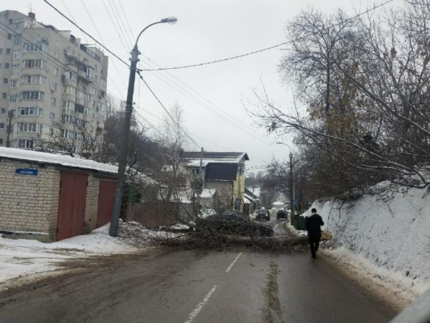 Упавшее дерево полностью перекрыло улицу в Воронеже