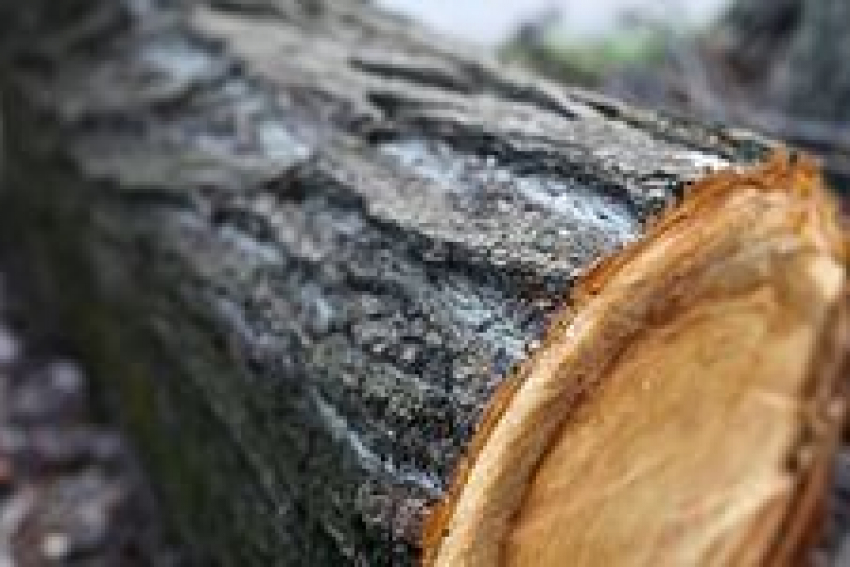 На 150 тысяч незаконно спилили деревья под Воронежем 