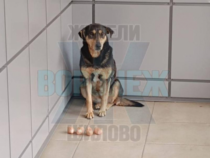 Загадка «бракованных» собаками сарделек взволновала воронежцев