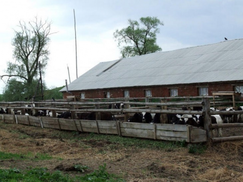 В Воронежской области на животноводческой ферме развели антисанитарию