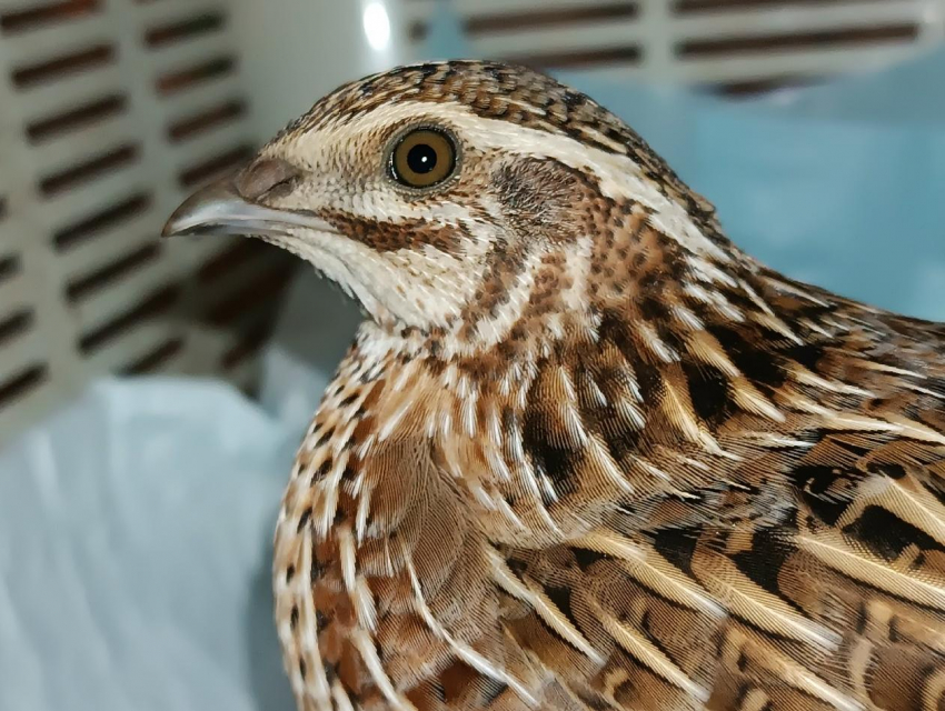 "Голуби переростки» падают под ноги воронежцам