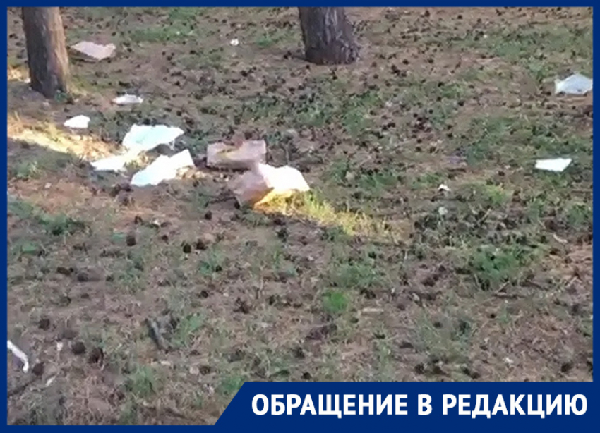 Концессионер парка «Дельфин» обвинил ворон и галок в ужасном состоянии лесной зоны