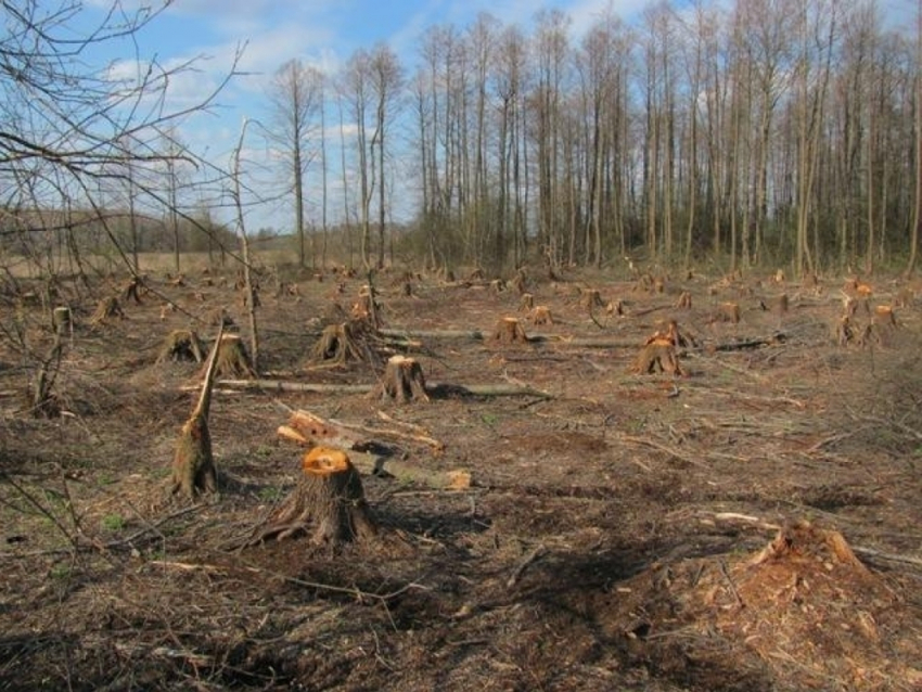 По приказу воронежского чиновника в парке незаконно вырубили более 300 деревьев