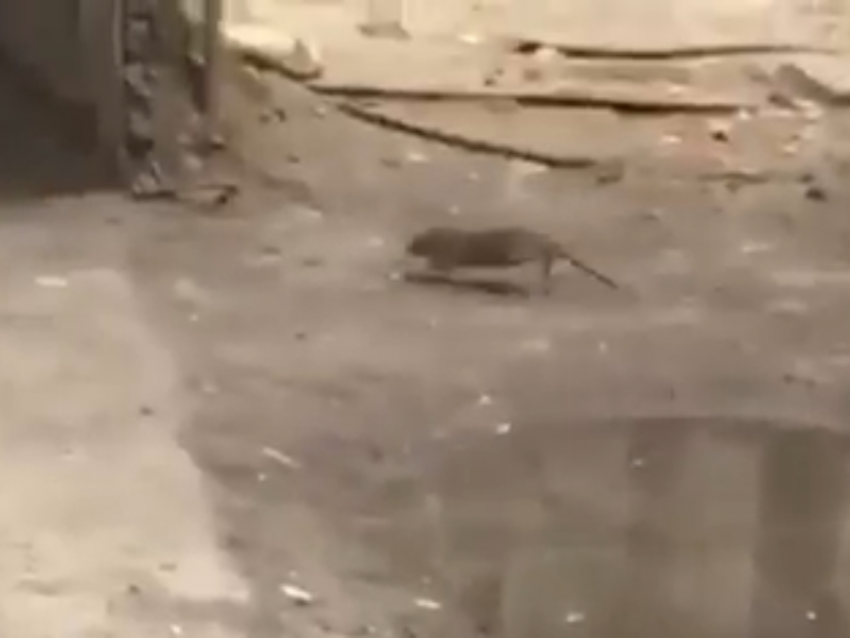 Логово крыс сняли на видео в центре Воронежа