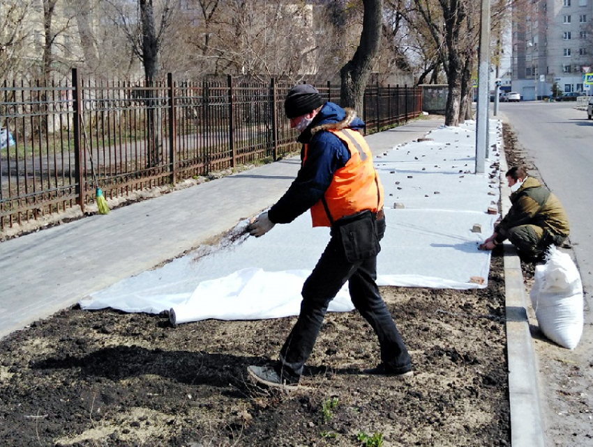 На каких улицах Воронежа появятся новые газоны 