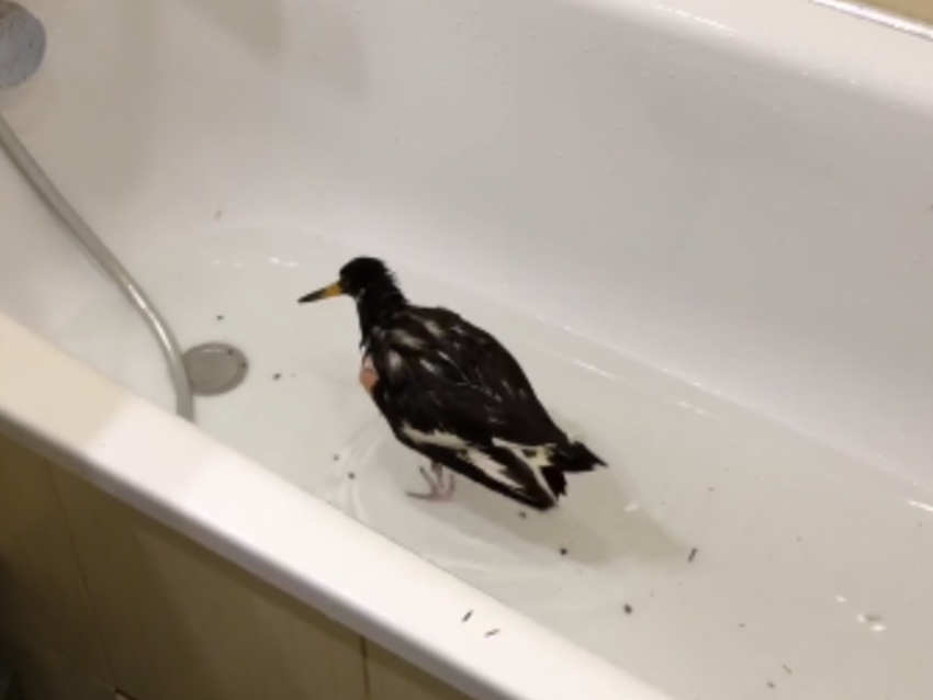 Необычную птицу, купающуюся в ванной, засняли на видео в Воронеже