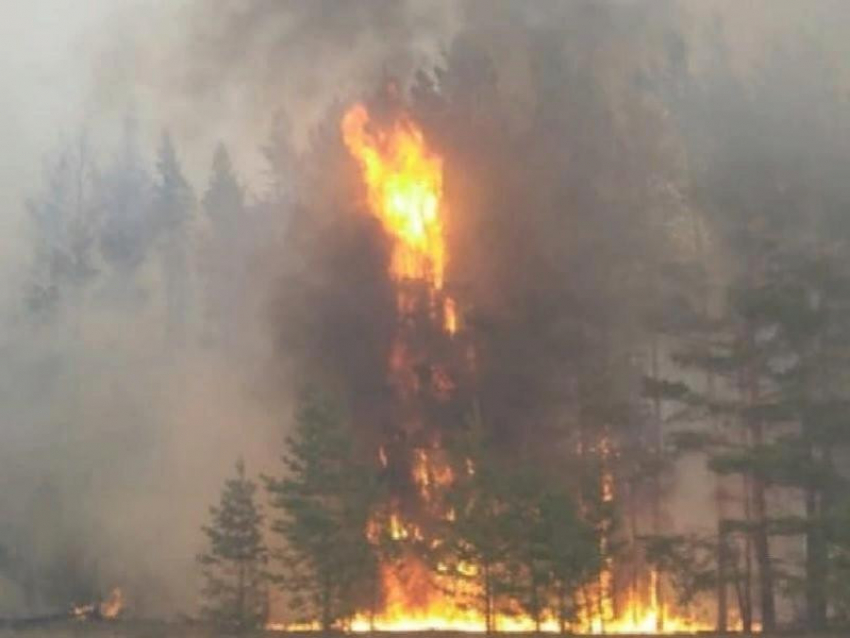 Воронежская полиция считает, что «Варваринскую дачу» спалили умышленно