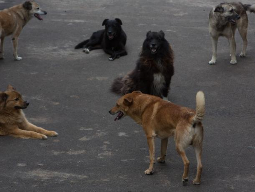 Свора из 25 собак держит в страхе общежитие в Воронеже
