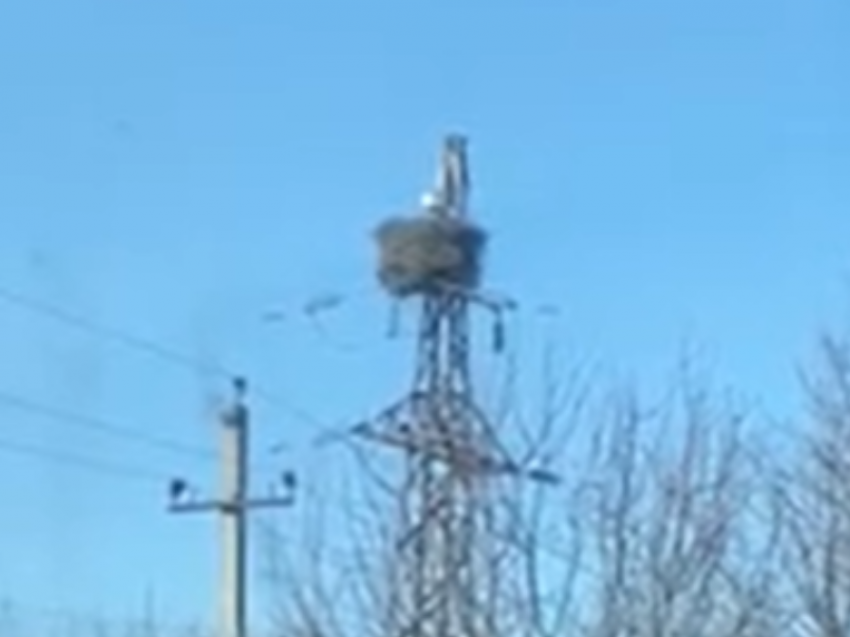 Пернатые признаки весны заметили в Воронежской области