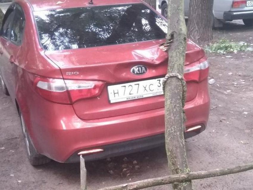 Воронежцы осудили автомобилиста, пострадавшего от дерева