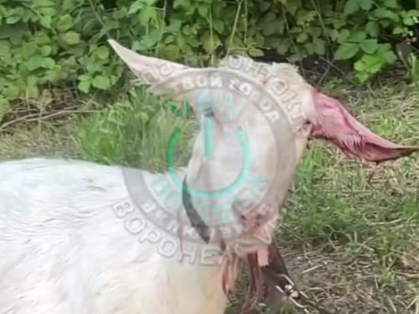 Погрызли вымя и уши: стая собак напала на коз в Воронежской области