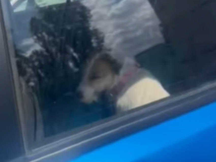 «Собака тяжело дышит»: наплевательское отношение к животным показали в Воронеже 