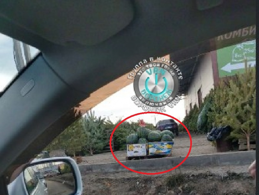 Торговлю арбузами заметили на елочном базаре в Воронеже