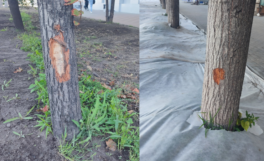 Сможем ли мы сохранить зеленый Московский проспект - деревья там продолжают менять на траву