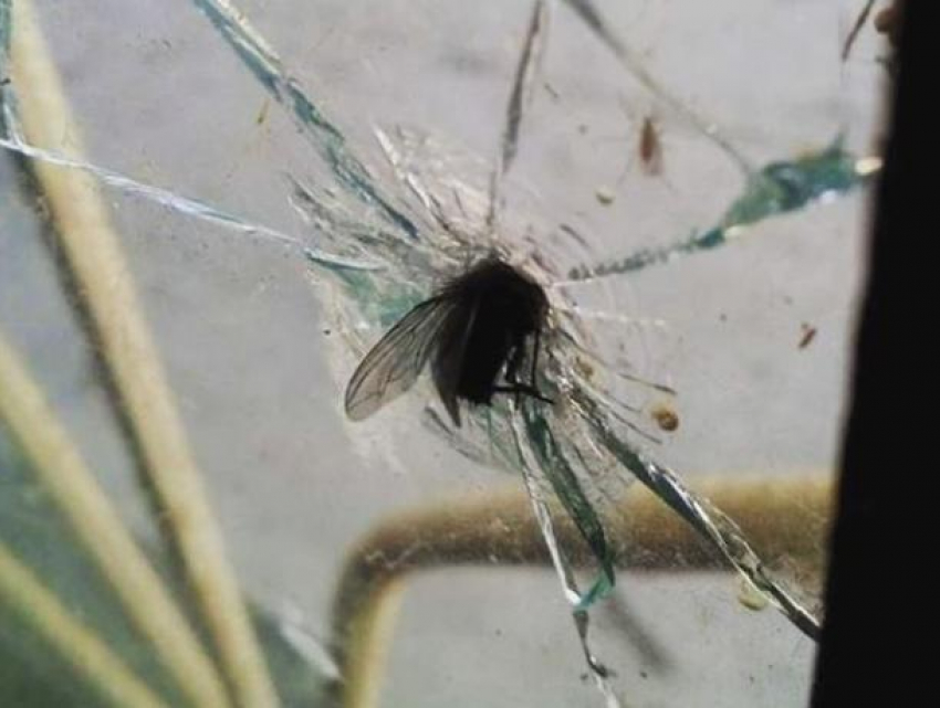 Суровую муху-Халка показали на фото в Воронеже 