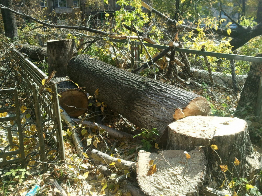 Воронежские власти потратят 25 миллионов рублей на вырубку деревьев