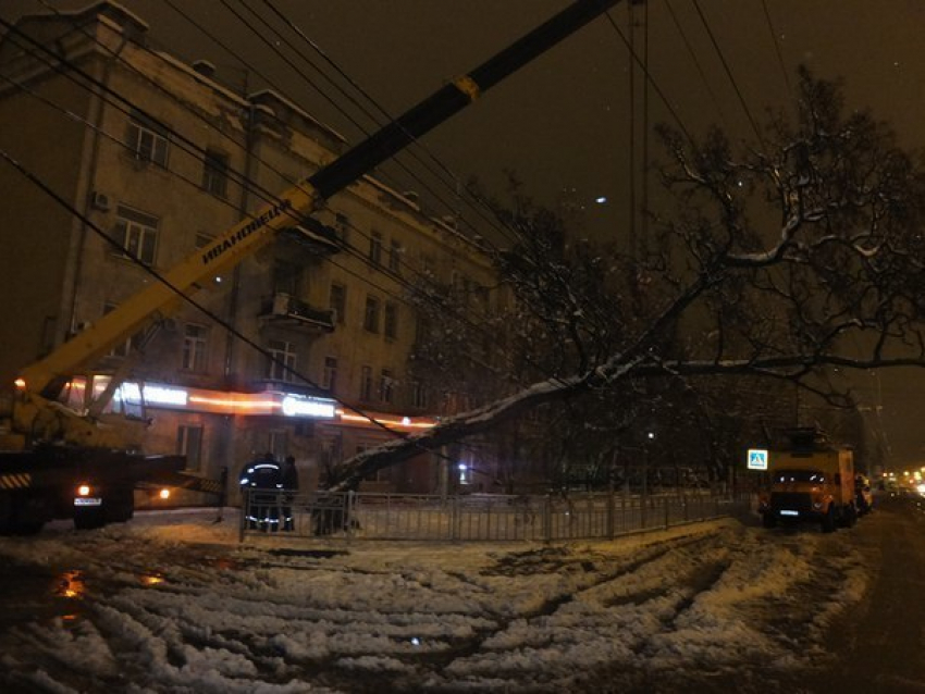 Спасатели: больше всего деревьев в Воронеже упало на провода 