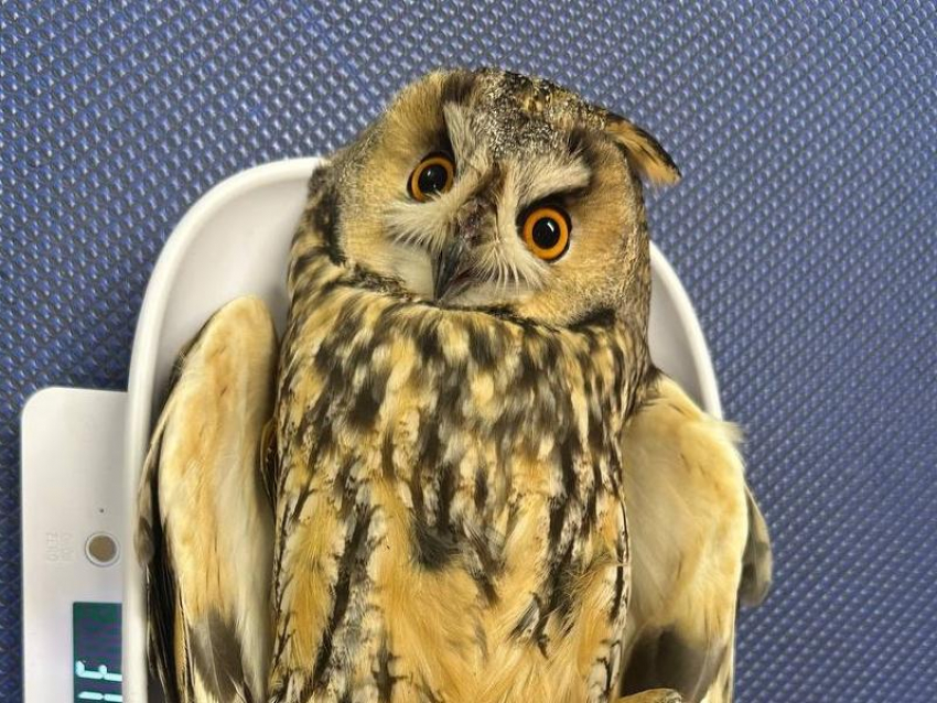 Ушастая и удивленная: воронежцы спасли красотку-сову