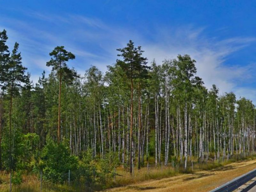 У Сомовского лесничества 115 га земли хотят отдать под застройку в Воронеже