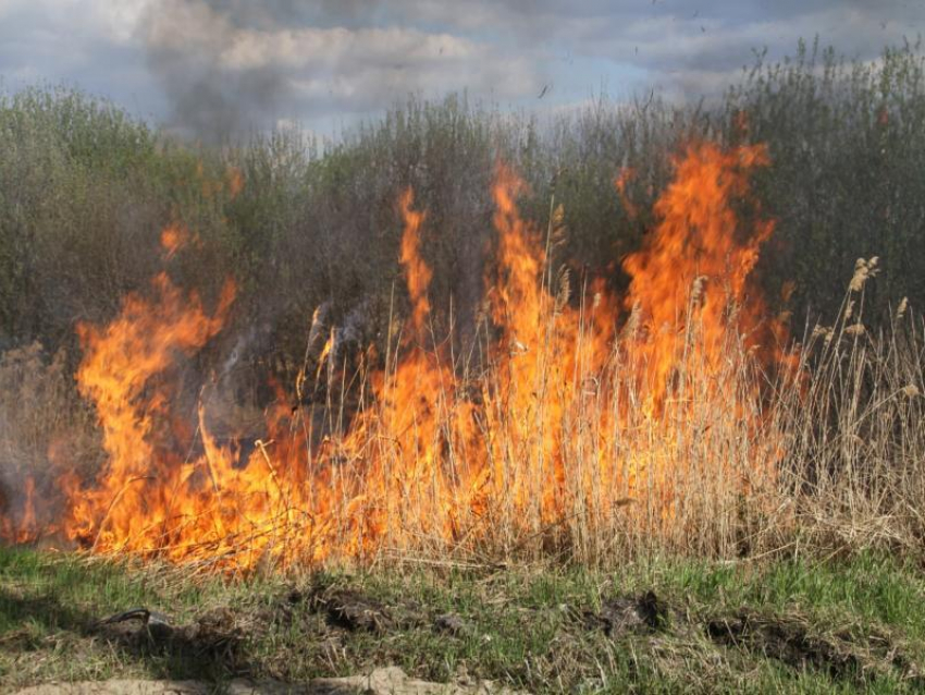Количество лесных пожаров сократилось в Воронежской области 