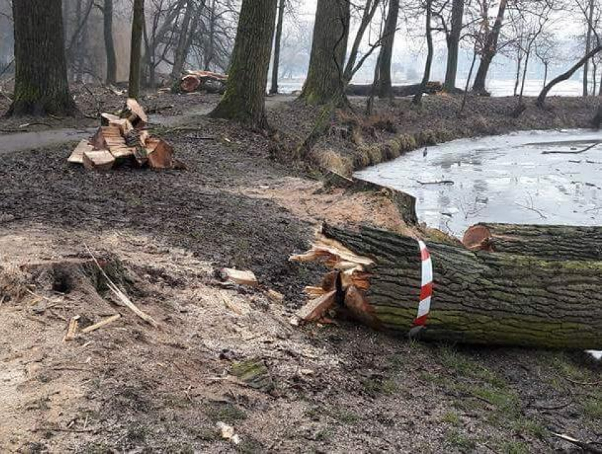 Вице-мэр Антиликаторов проследит за вырубкой 2 тысяч деревьев в Воронеже