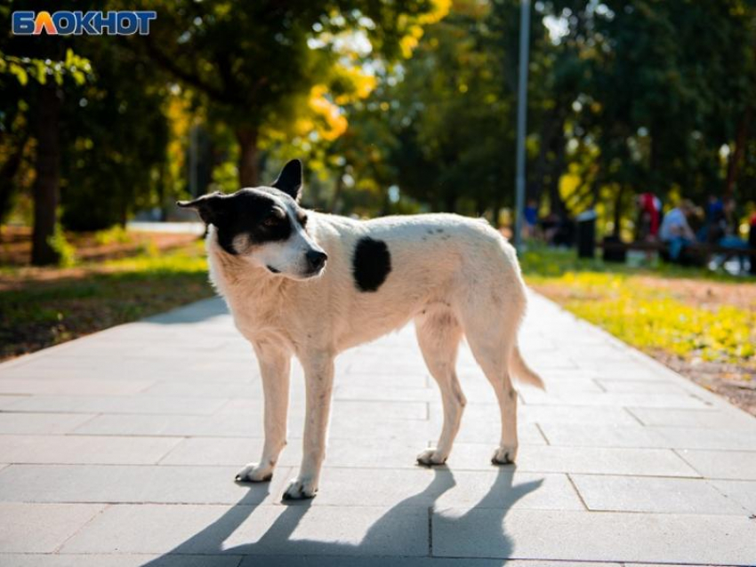 Беспризорная собака напала на женщину под Воронежем