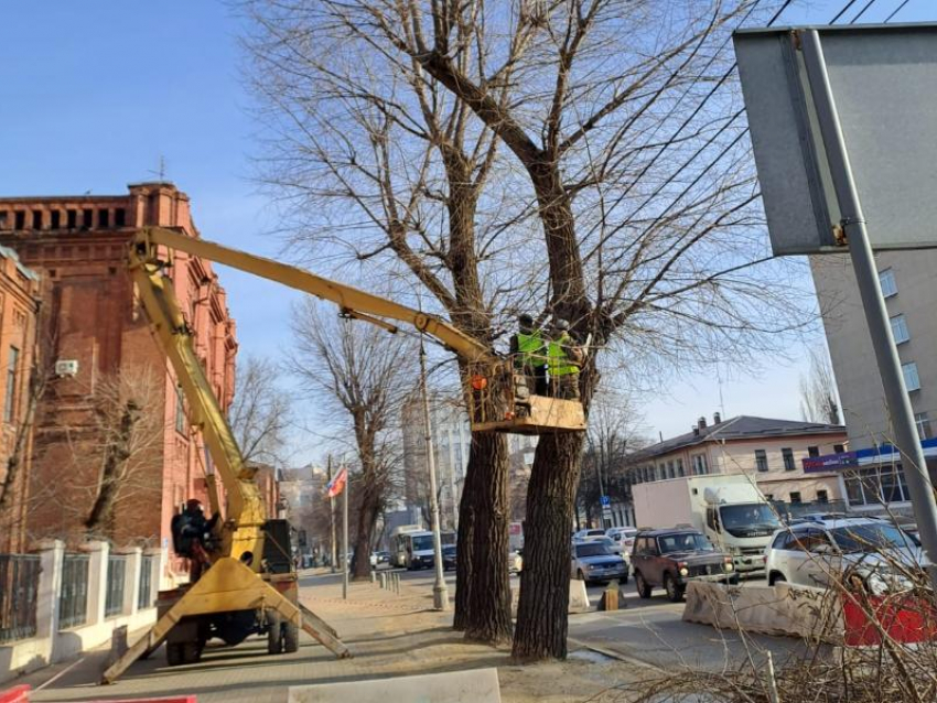 Семь деревьев вырубят в центре Воронежа 